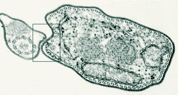 An electron microscopic section of the trypanosome, showing the surface coat